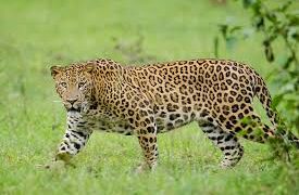 खैरी निमगावमध्ये बिबट्याची दहशत