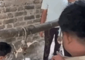 बेलापुरातील बेकरीत गोमांस पकडले; श्रीरामपूरच्या एकावर गुन्हा दाखल