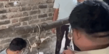 बेलापुरातील बेकरीत गोमांस पकडले; श्रीरामपूरच्या एकावर गुन्हा दाखल